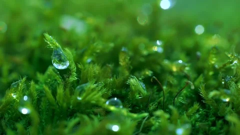 Shot macro plan green moss with raindrops, a dew of the morning. Stock Footage 90504539