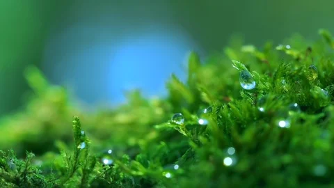 Shot macro plan green moss with raindrops, a dew of the morning. Video stock 90504542