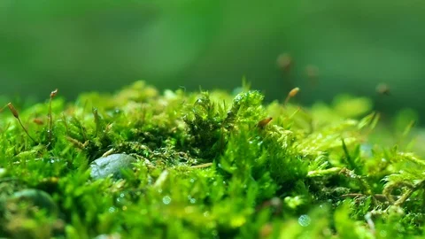 Shot macro plan green moss with raindrops, a dew of the morning. Video stock 90504543