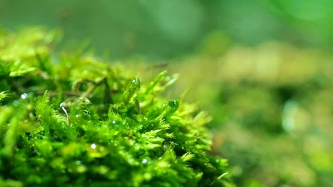 Shot macro plan green moss with raindrops, a dew of the morning. Video stock 90504546