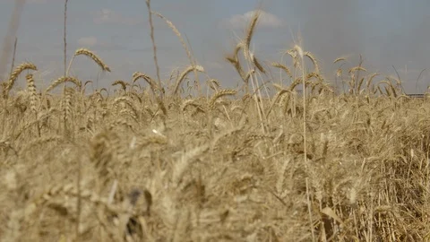 	Shot made in a wheat field in slowmotion 4k 120fps Stock Footage 125080722