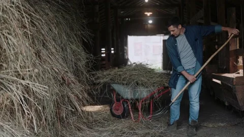 A shot of a man clearing a hay paddock with a pitchfork Stock-Footage 235821268