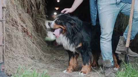 A shot of a man stroking a Bernese mountain dog standing in a pen with hay Video stock 225780111
