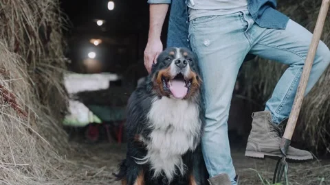 A shot of a man stroking a Bernese mountain dog standing in a pen with hay Video stock 235821230
