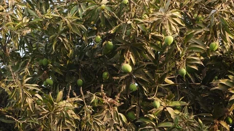 Shot of mango tree with lots of green mangoes hanging on tree Stockbeeldmateriaal 151948069