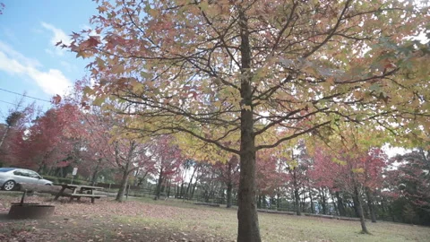Shot the maple tree with slider tool in Blue mountain Australia 2014 Stock Footage 153123874