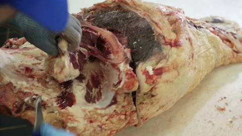 Shot of meatman with a sharp knife in hand separating meat from bones. Stock Footage 144259728