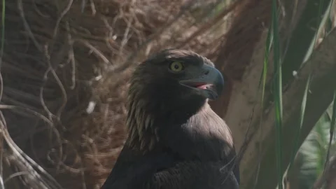 Shot of a Mexican golden eagle from its nest in slow motion Stock Footage 270261286