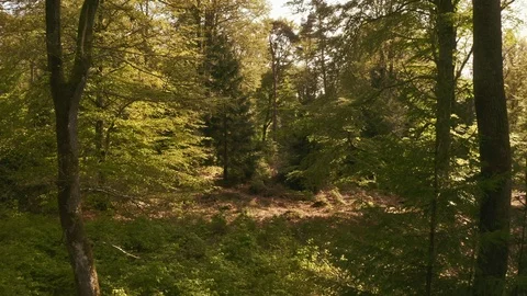 Shot in the Middle of the Forest with Tall Trees and Plants Stock Footage 115444403