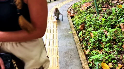Shot of a monkey attacking a blonde girl at Monkey Forest on a cloudy day in Video stock 313859313