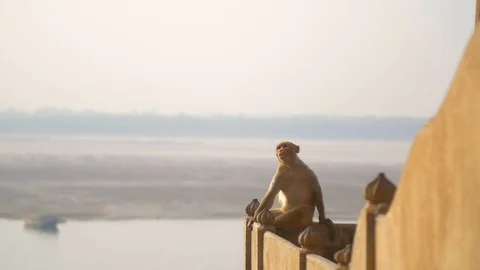 Shot of a monkey sat on a wall Stock Footage 93542434