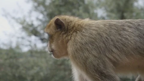 Shot of a monkey walking on a railing and taking a cookie Stock Footage 100272206