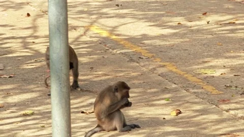 Shot of mother monkey hugging her baby. Stock Footage 306943224