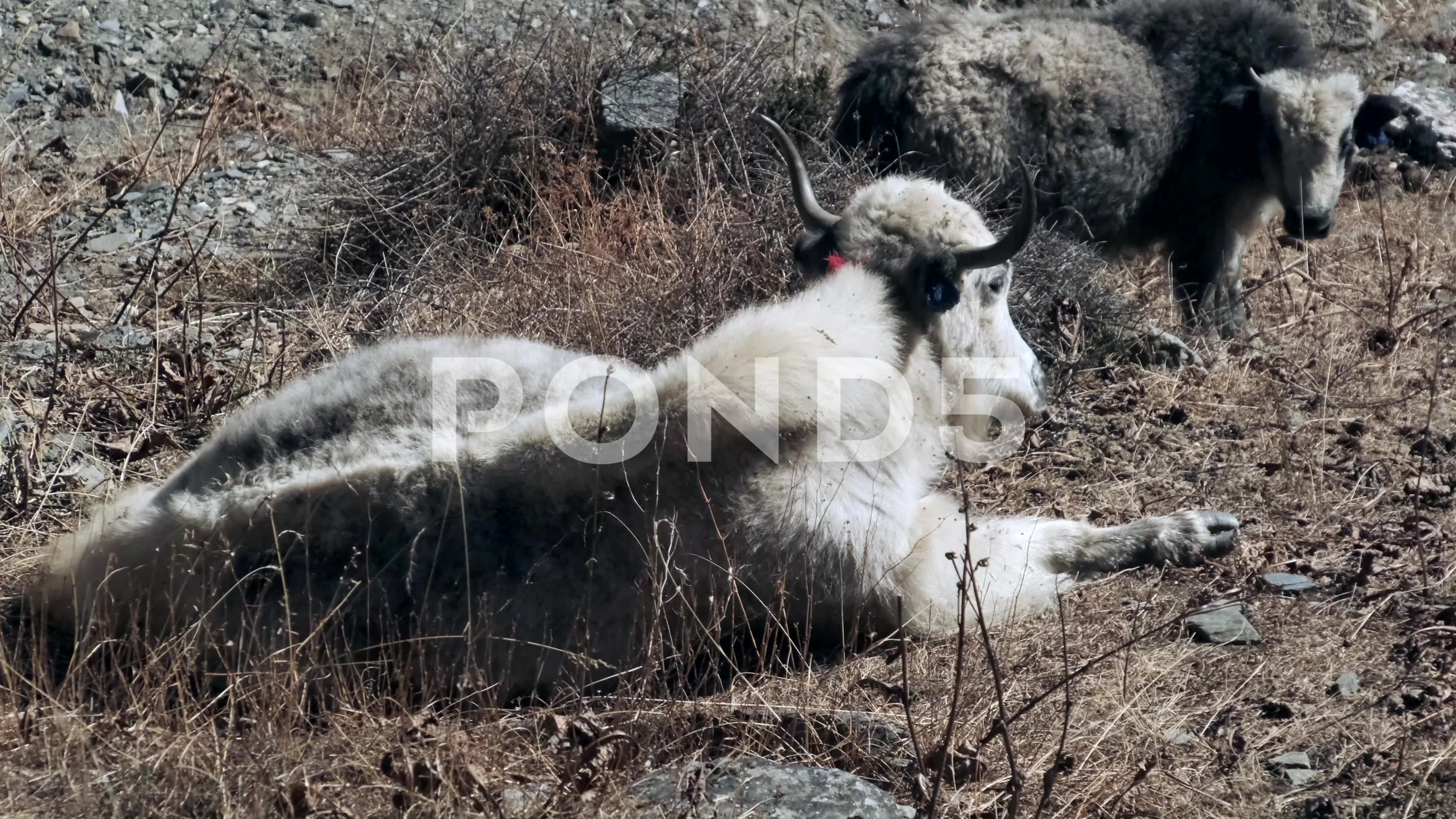 Shot of mountain animals carrying loads ... | Stock Video | Pond5