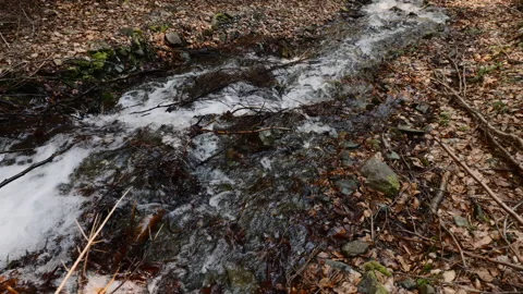 Shot of mountain river in the forest. Streams of water run through Video stock 168667049