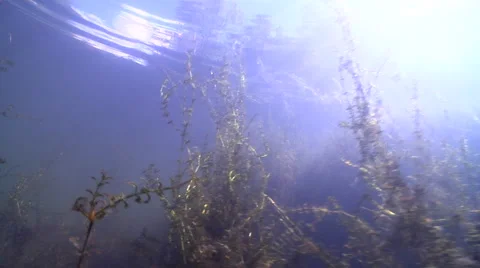 Shot moves through waterweed looking up showing trees on the bank, ends on Stock Footage 62202309