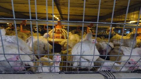 A shot moving along one level of cages showing broilers inside it. Video stock 84506059