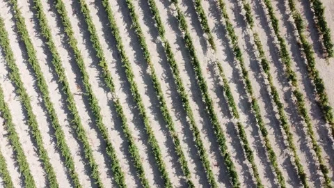 Shot Moving Left to Right Over a Vineyard - 491 Stock Footage 311019727