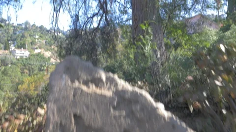 Shot moving up from rock toward tree tops Stock Footage 127097254