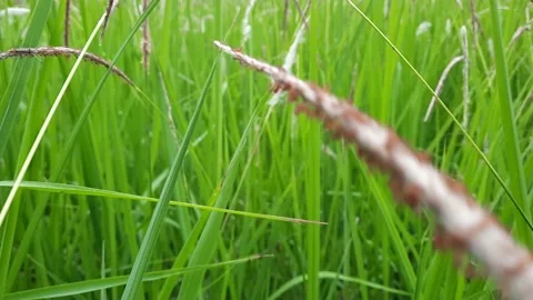 Shot Moving Through Green Grass And Flower Stock Footage 194982729