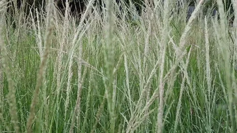 Shot Moving Through Green Grass And Flower Stock Footage 194983033