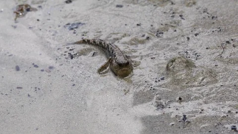 A shot of a mudskipper Video stock 79556210