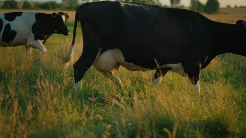Shot of nature , while two different cows crossing green field with high grass. Stock Footage 248950883
