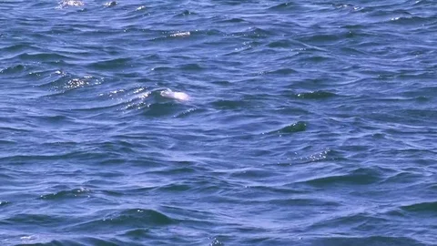 A shot of the ocean Stock Footage 83527672