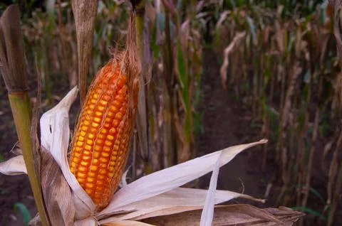 Shot on old corn ready to harvest in the garden Foto stock