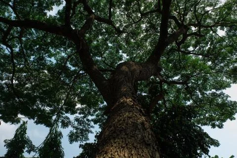 Up shot of an old tree Stock Photos