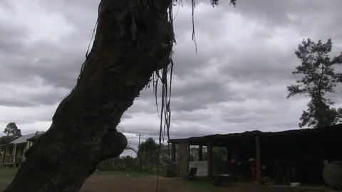 A shot of an old tree with sky Stock Footage 84780663