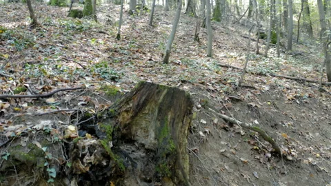 Shot of an old trunk in the middle of a beautiful thick forest Stock Footage 140346248