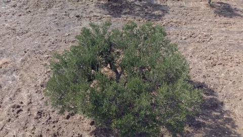 Shot of an olive tree Stock Footage 100464348
