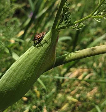 Shot of an orange and black patterned bug on a flower stem 스톡 사진