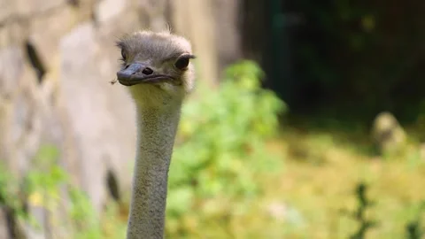 Shot of an ostrich Stock Footage 246597110
