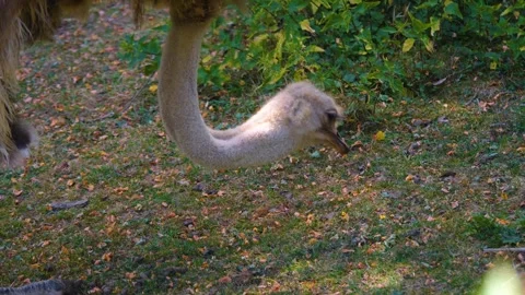 Shot of an ostrich Stock Footage 253576570