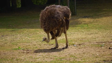 Shot of an ostrich with its head down Stock Footage 254282577
