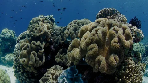 Shot over an intact coral reef with corals and many tropical fish, slow motio Vídeo Stock 84042113