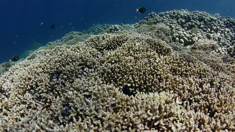 Shot over an intact coral reef with corals and many tropical fish, slow motio 動画素材 84042335