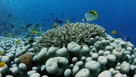 Shot over an intact coral reef with hard corals, soft corals and many tropica Stock Footage