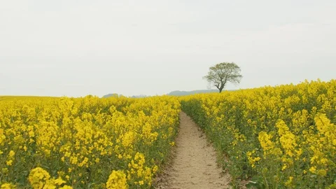 Shot Over the Pathway of Canola Fields and Mountain Silhouette in Background Stock-Footage 114573025