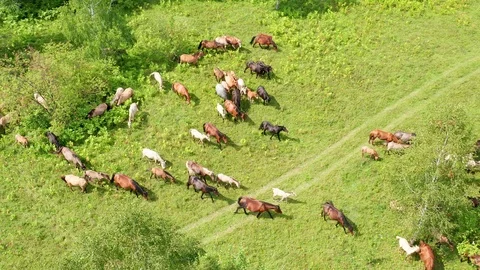 A shot over a small meadow where horses graze. Stock Footage 114875479
