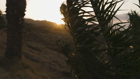 A shot of palm leaves in the wind through which sunrise shines Stock Footage 167646149