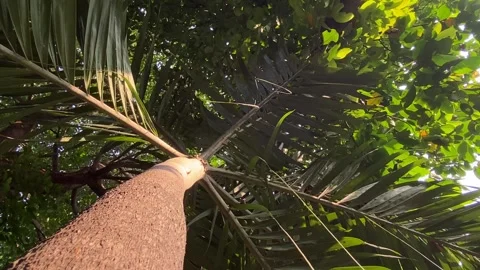 Shot of a palm tree trunk looking up Stock Footage 339536891