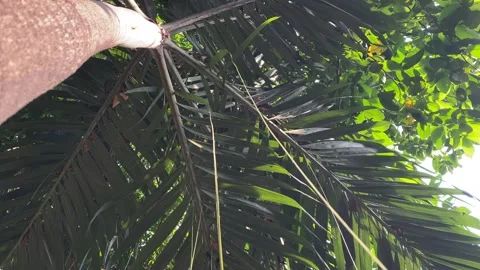Shot of a palm tree trunk looking up Stock Footage 339537344
