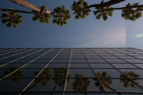 Shot of palm trees reflected in a windows of an office building in Hollywood Fotos de archivo