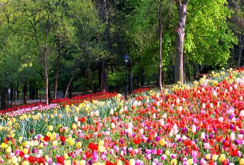 A shot of a park view Stock Photos