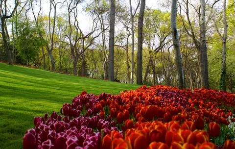 A shot of a park view Stock Photos