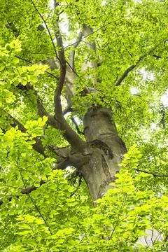 Shot of a part of an old beech tree. Trunk, branches and green leaves. Stock Photos