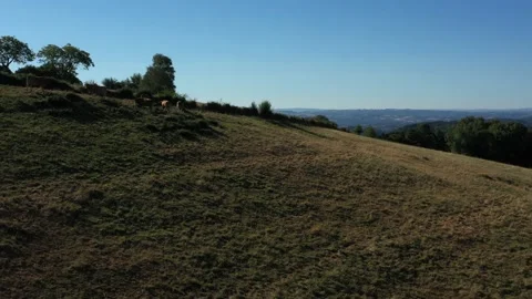 Shot passing over a group of cows eating Video stock 144828690